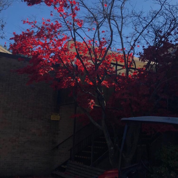 Meet your Posher, Icis - Picture 1 of 1